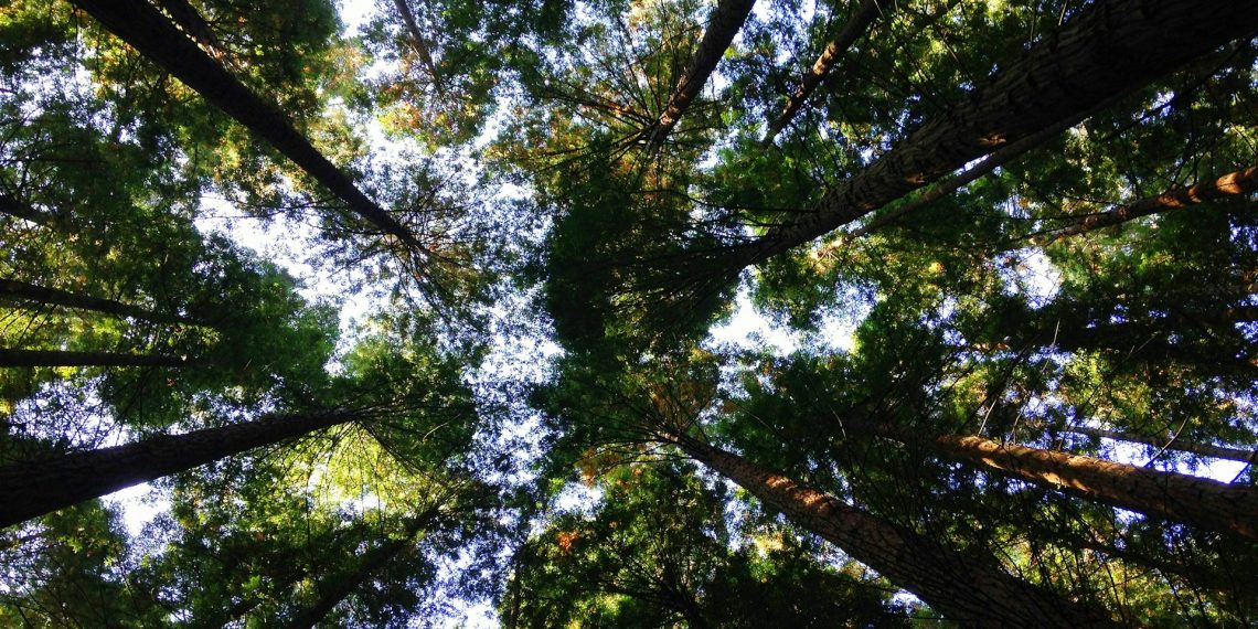 Economic Policies for Environmental Protection: What Works and What Doesn’t?