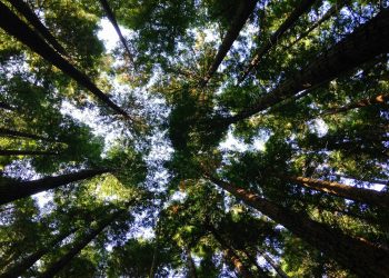 Economic Policies for Environmental Protection: What Works and What Doesn’t?