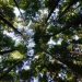 Economic Policies for Environmental Protection: What Works and What Doesn’t?