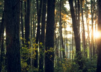 Economic Policies for Environmental Protection: What Works and What Doesn’t?
