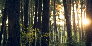 Economic Policies for Environmental Protection: What Works and What Doesn’t?