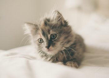 The Impact of Diet on Pet Health: What You Need to Know