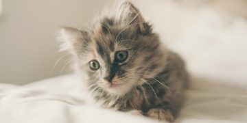 The Impact of Diet on Pet Health: What You Need to Know