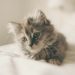 The Impact of Diet on Pet Health: What You Need to Know