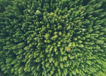 Economic Policies for Environmental Protection: What Works and What Doesn’t?