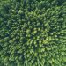 Economic Policies for Environmental Protection: What Works and What Doesn’t?
