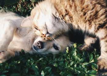 The Impact of Diet on Pet Health: What You Need to Know