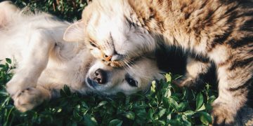 The Impact of Diet on Pet Health: What You Need to Know