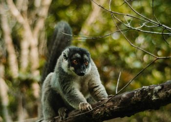 Exploring Madagascar with an eVisa: A Haven for Wildlife Enthusiasts