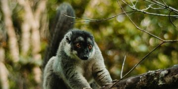 Exploring Madagascar with an eVisa: A Haven for Wildlife Enthusiasts