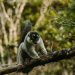 Exploring Madagascar with an eVisa: A Haven for Wildlife Enthusiasts
