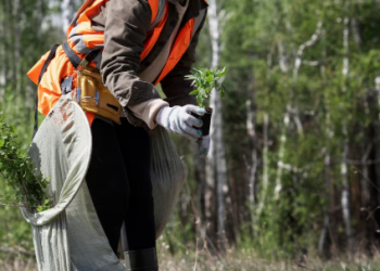 Why Stump Grinding Service Is Essential for a Safe and Beautiful Yard