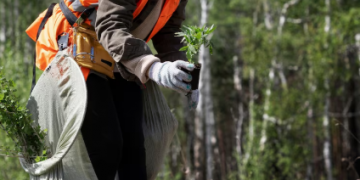Why Stump Grinding Service Is Essential for a Safe and Beautiful Yard